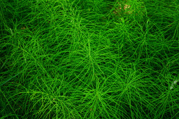 Grass in the forest, texture grass, close up, abstract background