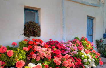 Fototapeta na wymiar Greece, Mykonos, Geraniums planted in courtyard in central island location