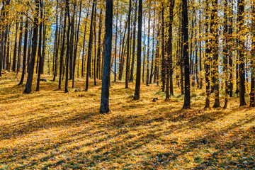 Colorful trees and leaves in autumn park on a sunny day
