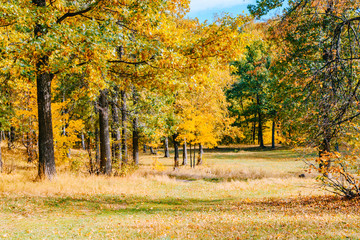 Colorful trees and leaves in autumn park on a sunny day