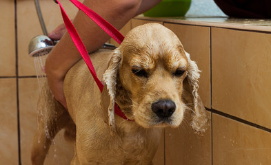 wet dog washes in the shower, cocker spaniel breed