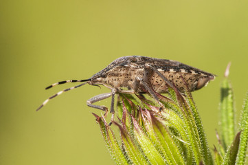 Rhaphigaster nebulosa mottled shieldbug stink bug nice looking marbled