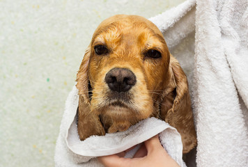 wet dog in a towel after a shower, cocker spaniel breed