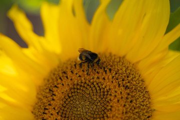 cute shaggy bumblebee sits on a sunflower on a clear sunny day, positive image