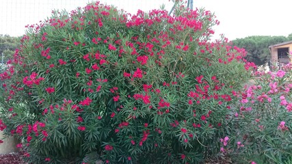 background with flowers