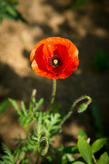 A bright red poppy flower bloomed in the garden .Texture or background