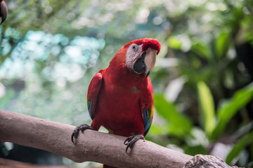 guacamaya roja con fonso brillante