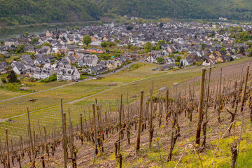 Winery. Winningen, Germany.