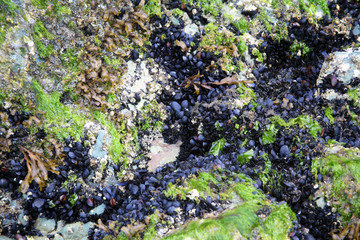 Mussels on Shore