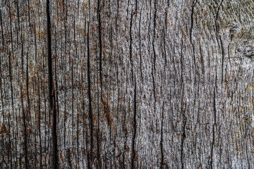 old wood slice with cracks, abstract texture