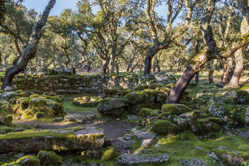 Obraz na płótnie Canvas Italy, Sardinia, Nuoro. Cork trees at Romanzesu, the remains of a Bronze Age nuragica village.