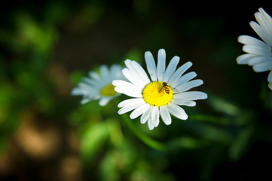 In Park on garden chamomile SELA the insect .Texture or background
