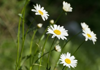 Daisy with white-yellow flowers in the garden.