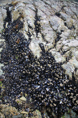 Shoreline Clams