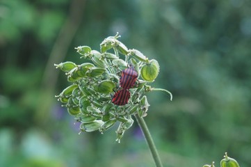 dos escarabajos sobre un vegetal, mellid, galicia