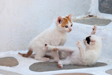 Greece, Mykonos, Kittens playing.