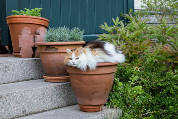 Katze im Blumentopf