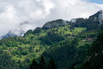 Fototapeta na wymiar Forest on the Alps mountsin's peak, Alps Switzerland