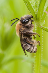 Lonely bee sleeping clamped by its jaws to the plants where nightfall catches them