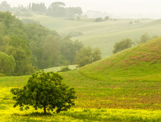 Italy, countryside, mist, tree