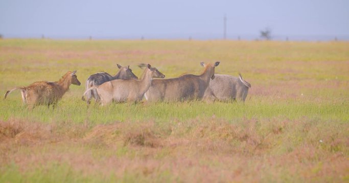 Shoot of peaceful cute antilopes walking in the meadow in the national park in summer