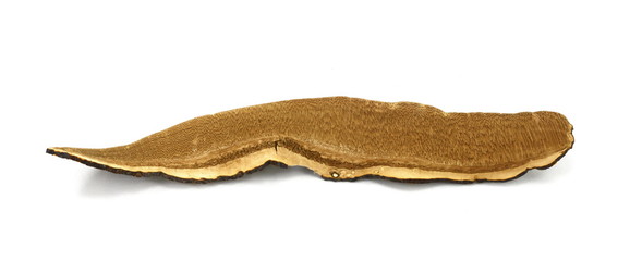Dried lingzhi mushroom (Also called as Reishi mushroom in Japan, Lingcheu in Thailand, Lingzhi mushroom in China, Ganoderma Lucidum Karst or lacquered mushroom) on white.