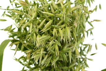 Fototapeta premium Bunch of green oats isolated on a white background. Oat ears. bouquet of fresh green oat seeds close up isolated.