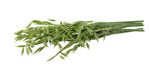 Bunch of green oats isolated on a white background. Oat ears. bouquet of fresh green oat seeds close up isolated.