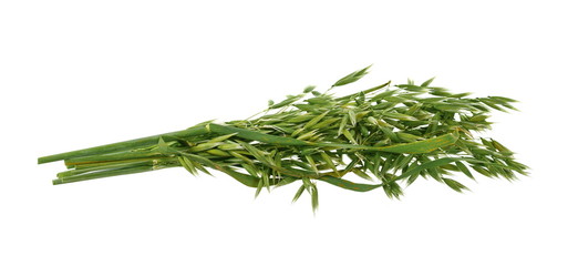 Bunch of green oats isolated on a white background. Oat ears. bouquet of fresh green oat seeds close up isolated.