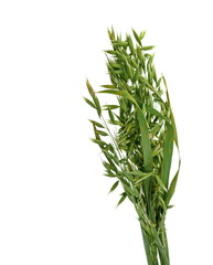 Bunch of green oats isolated on a white background. Oat ears. bouquet of fresh green oat seeds close up isolated.