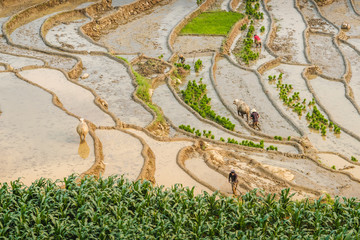 Scène où des hommes et des femmes travaillent la terre et plantent du riz, Sapa, Vietnam..