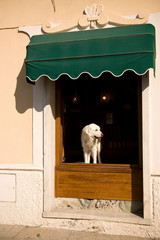 Italy, Cinque Terre, Monterosso. A white dog in a hotel window.