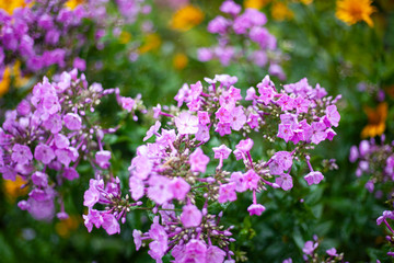 Flowers in the garden. Beautiful flowers in natural light. Background of flowers.