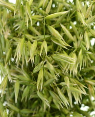 Bunch of green oats isolated on a white background. Oat ears. bouquet of fresh green oat seeds close up isolated.
