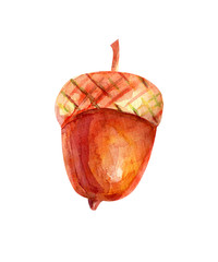 Watercolor illustration with acorn.