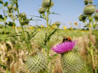 Biene auf Distel in Wildblumen Wiese, Blühstreifen