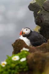 Iceland, Westfjords, Atlantic puffins, Fratercula arctica. Atlantic puffin perched on the rocky cliff.