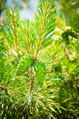 Undiscovered green cones hang on a pine branch in the spring.Texture or background