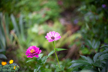 Flowers in the garden. Beautiful flowers in natural light. Background of flowers.