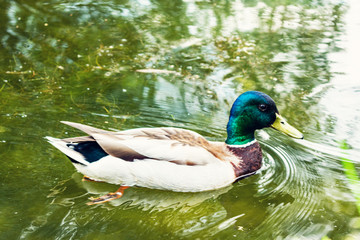 Duck in a pond or lake, duck floating on the water, toned