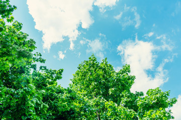 Fototapeta premium Blue sky with clouds, crowns trees, abstract background, copy space