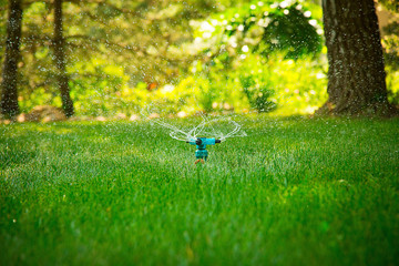 Sprinkling green grass with sprinkler in dry weather early in the morning