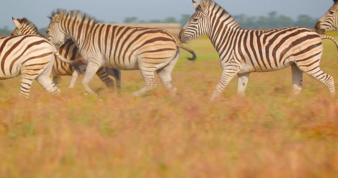 Closeup shoot of group of beautiful zebras walking in the field in the nature in the naional park