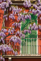 Italy, Varenna. Flowers grow over colorful front of house facing Lake Como. 