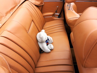  Teddybär auf dem Ledersitz des luxuriösen deutschen Cabriolet der Sechzigerjahre und...