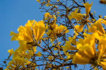 Close up of Brazilian Yellow Ipe tree flowers (Golden trumpet) with blue sky - Handroanthus chrysotrichus plant