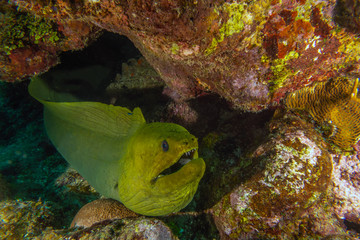 green moray eel ,Gymnothorax funebris - obrazy, fototapety, plakaty
