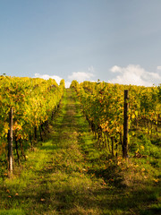 Fototapeta na wymiar Italy, Tuscany. Steep hills of vineyards in the Chianti region.