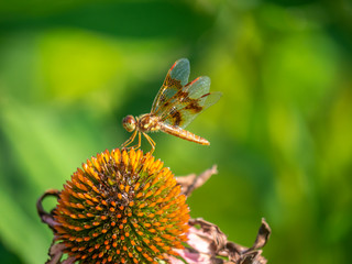 Dragonfly in garden
