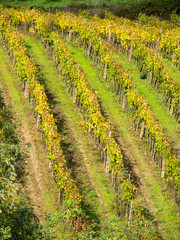 Fototapeta na wymiar Italy, Tuscany. Steep hills of vineyards in the Chianti region.